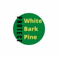 White Bark Pine Restoration